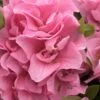 Perfecto Mundo Double Pink Reblooming Azalea - 2 Gallon Pot -Plant Lover House Shop azalea perfectomundo double pink 100