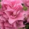 Perfecto Mundo Double Pink Reblooming Azalea - 3 Gallon Pot 2 Perfecto Mundo Double Pink Reblooming Azalea - 3 Gallon Pot -Plant Lover House Shop azalea perfectomundo double pink 101