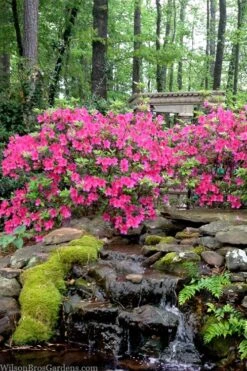 Pink Formosa Azalea - 6 Pack Of 1 Gallon Pots -Plant Lover House Shop azalea pink formosa 2