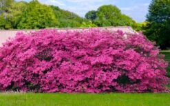 Pink Formosa Azalea - 6 Pack Of 1 Gallon Pots -Plant Lover House Shop azalea pink formosa 4