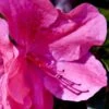 Pink Formosa Azalea - 1 Gallon Pot 1 Pink Formosa Azalea - 1 Gallon Pot -Plant Lover House Shop azalea pink formosa 5 2