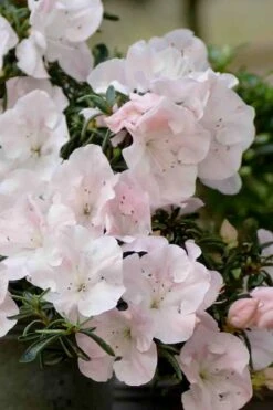 Tsuki No Shimo Satsuki Azalea - 1 Gallon Pot -Plant Lover House Shop azalea satsuki tsuki no shimo 100 1