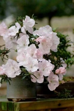 Tsuki No Shimo Satsuki Azalea - 1 Gallon Pot -Plant Lover House Shop azalea satsuki tsuki no shimo 101 1