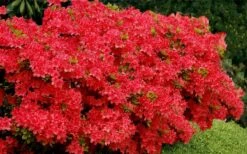 Stewartstonian Azalea - 1 Gallon Pot -Plant Lover House Shop azalea stewartstonian 3 1