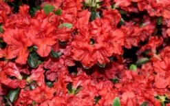 Stewartstonian Azalea - 1 Gallon Pot -Plant Lover House Shop azalea stewartstonian 4 1