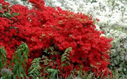 Stewartstonian Azalea - 1 Gallon Pot -Plant Lover House Shop azalea stewartstonian 7 1