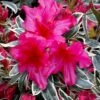 The Robe Azalea - 2 Gallon Pot -Plant Lover House Shop azalea the robe 4 1