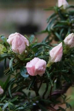 Tsuki No Shimo Satsuki Azalea - 3 Gallon Pot -Plant Lover House Shop azalea tsuki no shimo 2