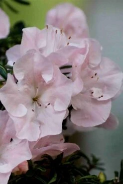 Tsuki No Shimo Satsuki Azalea - 1 Gallon Pot -Plant Lover House Shop azalea tsuki no shimo 3 1