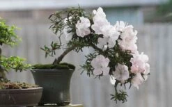 Tsuki No Shimo Satsuki Azalea - 3 Gallon Pot -Plant Lover House Shop azalea tsuki no shimo 5
