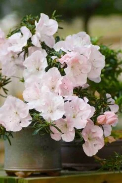 Tsuki No Shimo Satsuki Azalea - 3 Gallon Pot -Plant Lover House Shop azalea tsuki no shimo 6