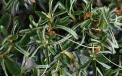 Tsuki No Shimo Satsuki Azalea - 3 Gallon Pot -Plant Lover House Shop azalea tsuki no shimo 7