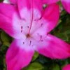 Vibrant Azalea (Harris Hybrid) - 3 Gallon Pot -Plant Lover House Shop azalea vibrant 100 2