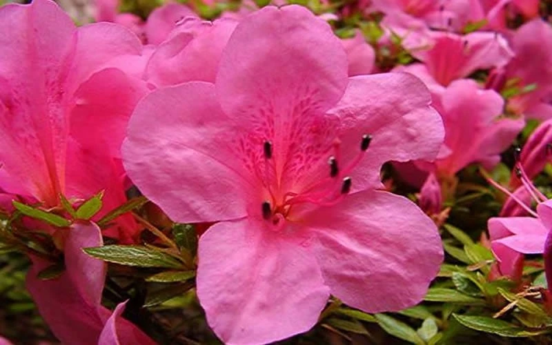 Chinzan Dwarf Azalea - 1 Gallon Pot 8 Chinzan Dwarf Azalea - 1 Gallon Pot - Image 6