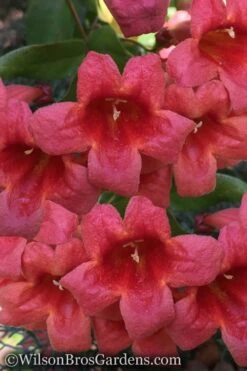 Shalimar Red Crossvine - Bignonia Capreolata - 6 Pack Of 1 Gallon Pots