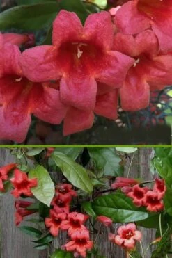 Shalimar Red Crossvine - Bignonia Capreolata - 3 Gallon Pot -Plant Lover House Shop bignonia shalimar red crossvine 500x750 1