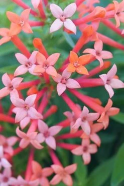 Estrellita Little Star Firecracker Bush (Bouvardia) - 3 Pack Of Quart Pots 11 Estrellita Little Star Firecracker Bush (Bouvardia) - 3 Pack Of Quart Pots -Plant Lover House Shop bouvardia estrellita little star firecracker bush 1