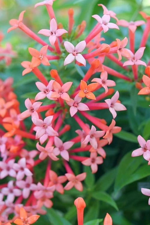Estrellita Little Star Firecracker Bush (Bouvardia) - 3 Pack Of Quart Pots 6 Estrellita Little Star Firecracker Bush (Bouvardia) - 3 Pack Of Quart Pots - Image 4