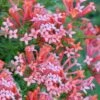 Estrellita Little Star Firecracker Bush (Bouvardia) - 3 Pack Of Quart Pots