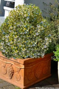 Sunburst Variegated Korean Boxwood - 1 Gallon Pot -Plant Lover House Shop boxwood sunburst golden 11