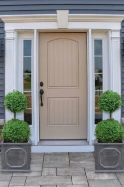 Common Boxwood 2-Ball Poodle Tier Topiary (Buxus Sempervirens) - 3 Gallon Pot (Short) 9 Common Boxwood 2-Ball Poodle Tier Topiary (Buxus Sempervirens) - 3 Gallon Pot (Short) -Plant Lover House Shop boxwood two ball poodle tier 2