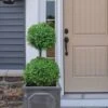 Common Boxwood 2-Ball Poodle Tier Topiary (Buxus Sempervirens) - 3 Gallon Pot (Short) 1 Common Boxwood 2-Ball Poodle Tier Topiary (Buxus Sempervirens) - 3 Gallon Pot (Short) -Plant Lover House Shop boxwood two ball poodle tier 3