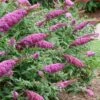 Pugster Pinker Butterfly Bush (Buddleia) - 3 Gallon Pot -Plant Lover House Shop buddleai pugster pinker butterfly bush 2