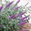 Lo & Behold Blue Chip Junior Butterfly Bush - 1 Gallon Pot -Plant Lover House Shop buddleia blue chip junior butterfly bush 10