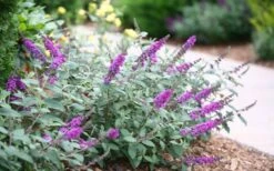 Lo & Behold Blue Chip Junior Butterfly Bush - 1 Gallon Pot -Plant Lover House Shop buddleia blue chip junior butterfly bush 7