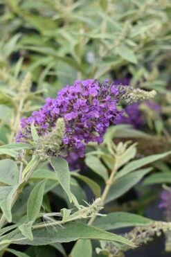 Lo & Behold Blue Chip Junior Butterfly Bush - 1 Gallon Pot -Plant Lover House Shop buddleia blue chip junior butterfly bush 8