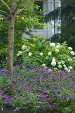 Lo & Behold Blue Chip Junior Butterfly Bush - 1 Gallon Pot -Plant Lover House Shop buddleia blue chip junior butterfly bush 9