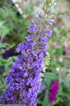 Nanho Blue Butterfly Bush - Buddleia - 3 Gallon Pot -Plant Lover House Shop buddleia davidii nanho blue butterfly bush 3 1