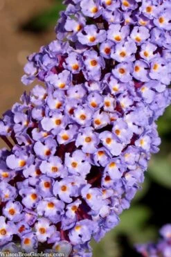 Nanho Blue Butterfly Bush - Buddleia - 1 Gallon Pot -Plant Lover House Shop buddleia davidii nanho blue butterfly bush 4