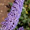 Nanho Blue Butterfly Bush - Buddleia - 1 Gallon Pot -Plant Lover House Shop buddleia davidii nanho blue butterfly bush 5