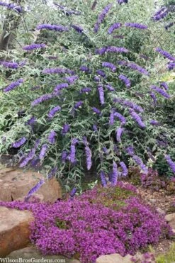 Nanho Blue Butterfly Bush - Buddleia - 3 Gallon Pot -Plant Lover House Shop buddleia davidii nanho blue butterfly bush 6 1