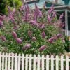 Pink Delight Butterfly Bush - 1 Gallon Pot -Plant Lover House Shop buddleia davidii pink delight butterfly bush 101