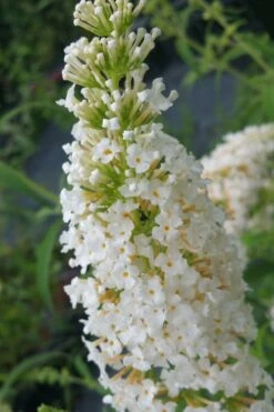White Profusion Butterfly Bush - 3 Gallon Pot -Plant Lover House Shop buddleia davidii white profusion butterfly bush 2 1