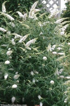 White Profusion Butterfly Bush - 3 Gallon Pot -Plant Lover House Shop buddleia davidii white profusion butterfly bush 3 1