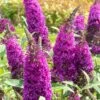 RoyalRazz Butterfly Bush (Buddleia) - 3 Gallon Pot -Plant Lover House Shop buddleia royalrazz butterfly bush 3