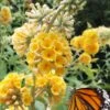 Honeycomb Yellow Butterfly Bush - 3 Gallon Pot -Plant Lover House Shop buddleia weyeriana honeycomb yellow butterfly bush 101