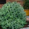 Gordo Boxwood - 6 Pack Of 1 Gallon Pots 1 Gordo Boxwood - 6 Pack Of 1 Gallon Pots -Plant Lover House Shop buxus gordo boxwood 1 2