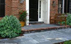 Gordo Boxwood - 6 Pack Of 1 Gallon Pots -Plant Lover House Shop buxus gordo boxwood 2 2