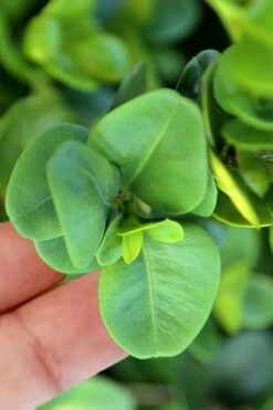 Gordo Boxwood - 5 Pack Of Quart Pots -Plant Lover House Shop buxus gordo boxwood 3 1