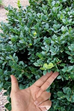 Gordo Boxwood - 5 Pack Of Quart Pots -Plant Lover House Shop buxus gordo boxwood 4 1