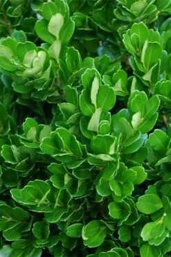 Richard Boxwood (Buxus Harlandii) - 3 Gallon Pot -Plant Lover House Shop buxus harlandii richard dwarf boxwood 2