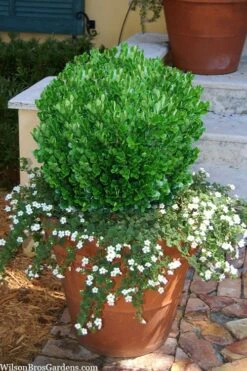 Richard Boxwood (Buxus Harlandii) - 3 Gallon Pot -Plant Lover House Shop buxus harlandii richard dwarf boxwood 4