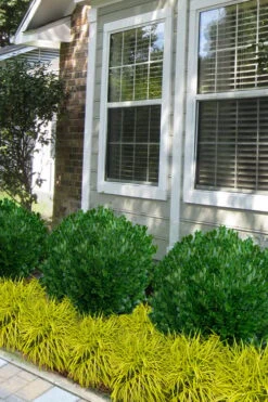 Richard Boxwood (Buxus Harlandii) - 3 Gallon Pot -Plant Lover House Shop buxus harlandii richard dwarf boxwood 5