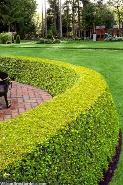 Golden Triumph Variegated Dwarf Boxwood - 1 Gallon Pot 11 Golden Triumph Variegated Dwarf Boxwood - 1 Gallon Pot -Plant Lover House Shop buxus microphylla golden triumph boxwood hedge 2