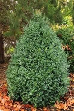 John Baldwin Boxwood - 1 Gallon Pot -Plant Lover House Shop buxus microphylla john baldwin boxwood 6
