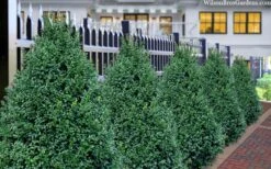 John Baldwin Boxwood - 1 Gallon Pot -Plant Lover House Shop buxus microphylla john baldwin boxwood 8